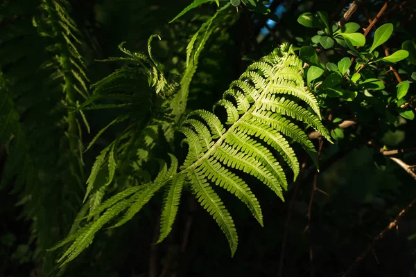 Vacker Ormbunke Solljus — Stockfoto