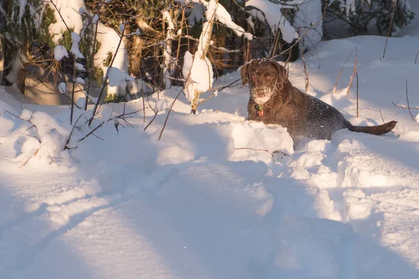 Kiskutya Labrador Retriever Csokoládé Színű Játszik Hóban — Stock Fotó