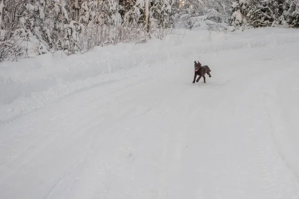Filhote Cachorro Labrador Retriever Cor Chocolate Joga Neve — Fotografia de Stock