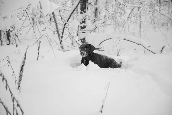 Pup Labrador Retriever Chocolade Kleur Speelt Sneeuw — Stockfoto