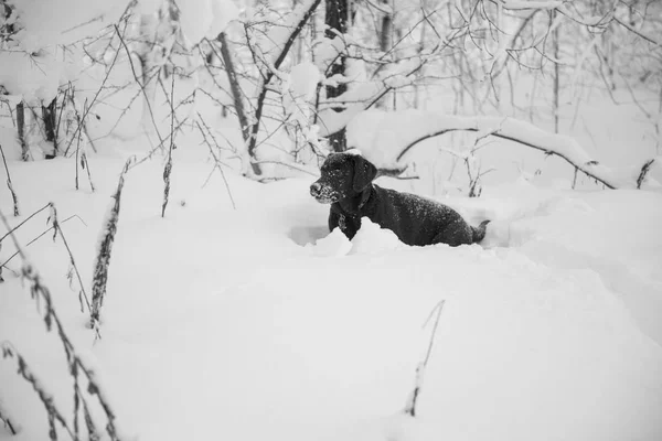 小狗拉布拉多猎犬巧克力颜色发挥在雪中 — 图库照片