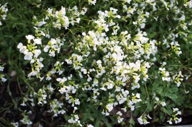 Bahar zamanı çiçek açan elma ağacı..