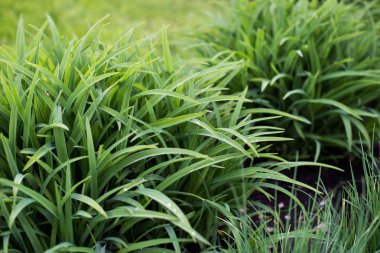 Yakın çekim yeşil bitki yaprakları.