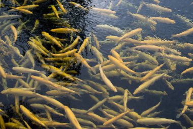 Pound full of amber trout fishes swimming freely in water on fish farm. clipart