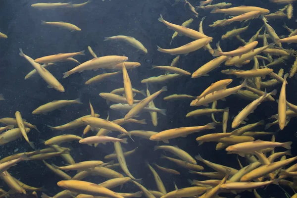 Libbra piena di pesci trota ambra che nuotano liberamente in acqua nell'allevamento ittico . — Foto Stock