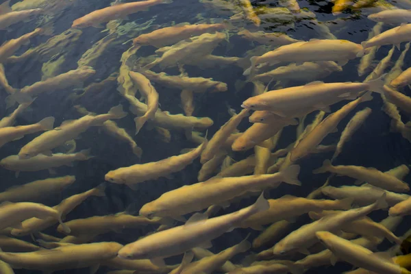 Libbra piena di pesci trota ambra che nuotano liberamente in acqua nell'allevamento ittico . — Foto Stock