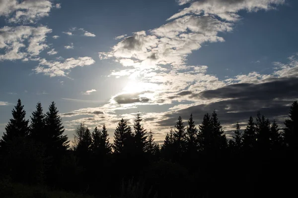İğne yapraklı orman bulutlu bir gökyüzü arka planı vurdu