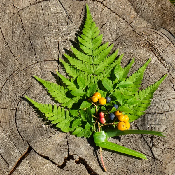 Bir sürü eğreltiotu, yaban mersini, üvez ve kartopu güdük üzerinde yatıyor.