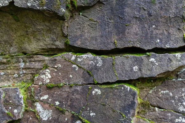 Moos und Flechten wachsen auf dem Felsen. — Stockfoto