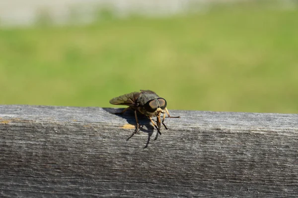darbe anında, leş sinek, bluebottles, greenbottles veya küme sinek