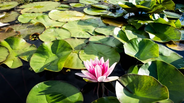 池塘的风景与水百合。美丽的夏季池塘景观. — 图库照片