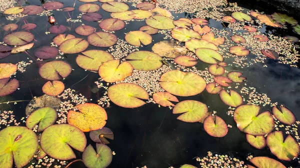 gölet sahne su lilly ile. Güzel yaz görünümü gölet.