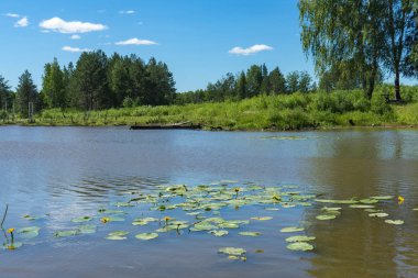 Bir orman Gölü yaz günü. Ekolojik temiz doğa. Kentin karmaşasından dinlenme.
