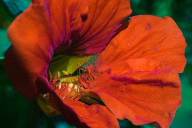 Kırmızı bloom yakın çekim. Güzel yaprakları kenarlarında saçak ile.