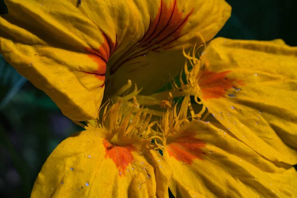 Sarı bloom yakın çekim. Güzel yaprakları kenarlarında saçak ile.