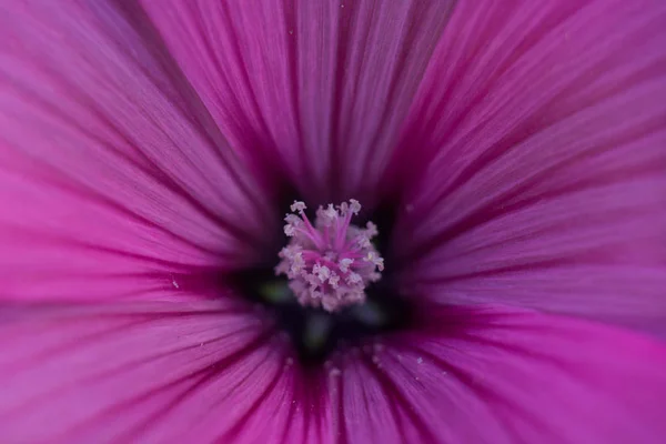 Mor bloom yakın çekim. Güzel yaprakları kenarlarında saçak ile.