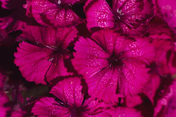 Mor bloom yakın çekim. Güzel yaprakları kenarlarında saçak ile.