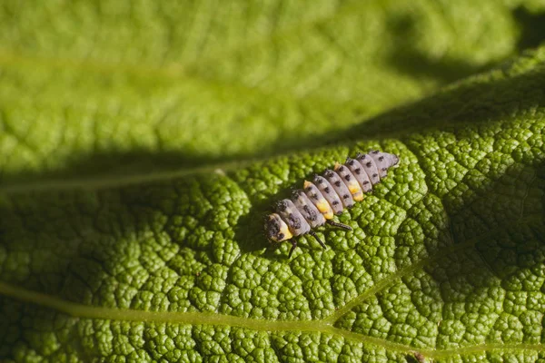 Larvas Besouros Parece Verme Belas Cores Corpo Esta Imagem Macro — Fotografia de Stock