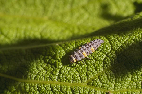 Larve Coleotteri Sembra Verme Sono Bellissimi Colori Sul Corpo Questa — Foto Stock