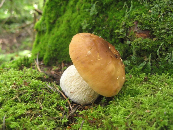 Boletus mantarı. Yenilebilir mantar yemek pişirmek için kullanılan.