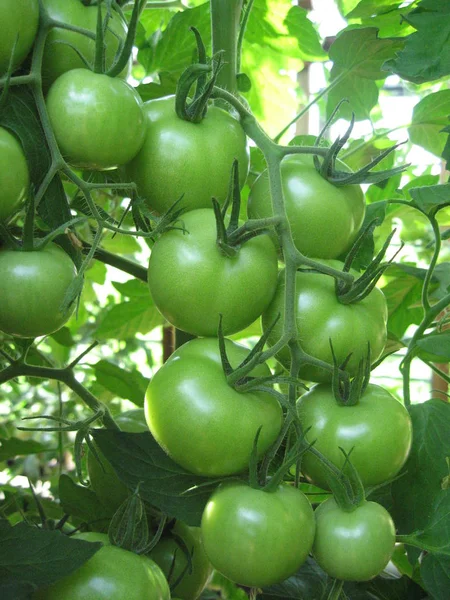 Domates dal. Domates domates gruptur.