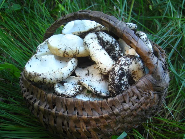 Beyaz Tirmit veya Lactarius resimus cins Tirmit aile Russulaceae mantar.