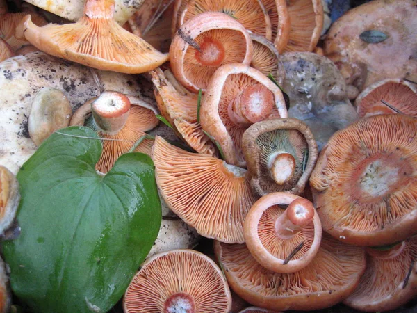 Секта грибов-грибов Лактарий. Deliciosi растет в лесу . — стоковое фото