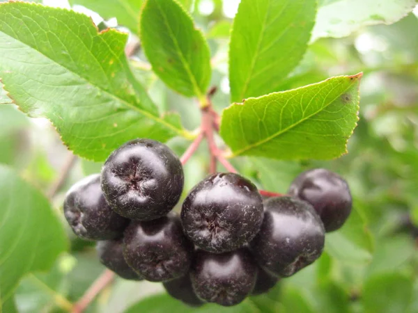 Siyah Chokeberry bahçede büyüyen. Aronia melanocarpa, siyah Chokeberry 