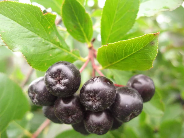 Горобина чорно плодова росте в саду. Аронія чорноплідна Горобина чорно плодова — стокове фото
