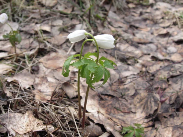 Kardelen bahar çiçekleri. Hassas kardelen çiçek kış gidiyor ve biz-si olmak daha sıcak kez önde anlattıklarını bahar sembolleri biridir.