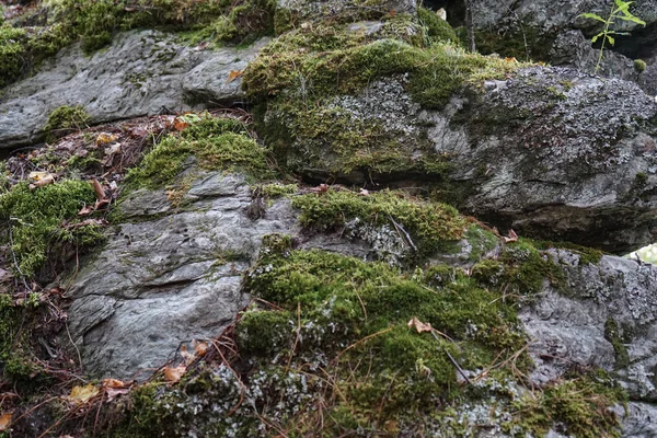 Roca cubierta de musgo y otra vegetación . — Foto de Stock