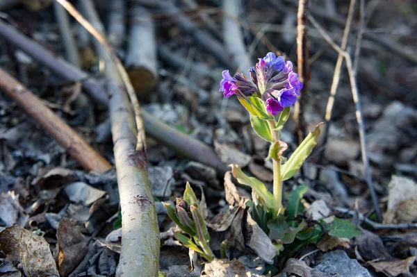 Pulmonaria, otsu bitki, campanula'lar baharda çiçekler