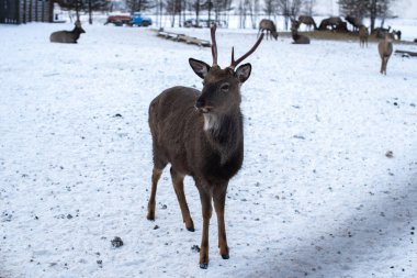 Hayvancılık çiftliğinde kışın boynuzlu geyik portresi.