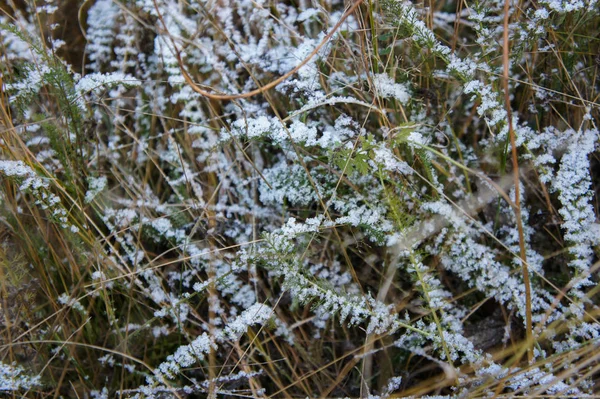 Närbild foto frostig morgon gräs, makro skott. — Stockfoto