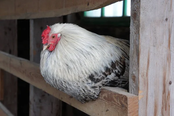 A colorful chicken hen perches in a hen house. Private farm. — Stock Photo, Image