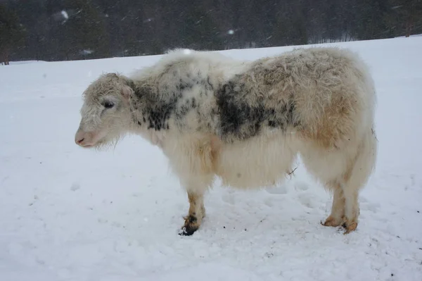 Beyaz yün ile genç bir boğa kışın düşen kar altında bir alanda duruyor.