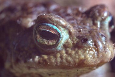 Kurbağa Yüz Makro. Kuyruksuz amfibiler. Böcek bahçeleri savunucusu.