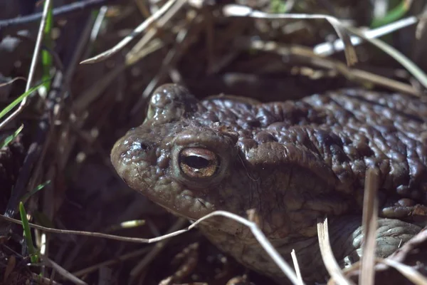 Kurbağa Yüz Makro. Kuyruksuz amfibiler. Böcek bahçeleri savunucusu.