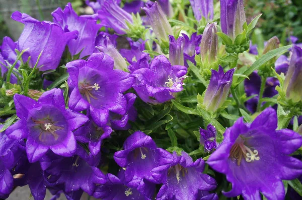 Sonnerie ou Campanule - fleurs violettes. Jardin fleuri . — Photo