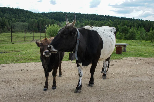 Siyah beyaz renkli bir çiftlikte yavrusuyla otluyor..