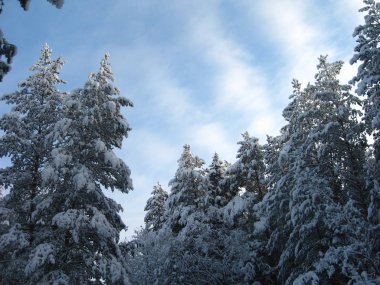 Kış orman sahnesinde kar kaplı köknar ağaçları. Kış kar orman ağaçları arka plan.