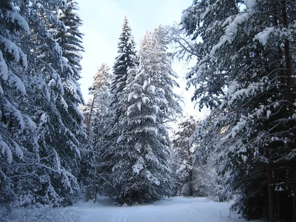 Kış orman sahnesinde kar kaplı köknar ağaçları. Kış kar orman ağaçları arka plan.