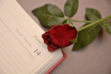Gül hediye Saint Valentine'S gün aşık şenlik romantik tutku için seviyorum