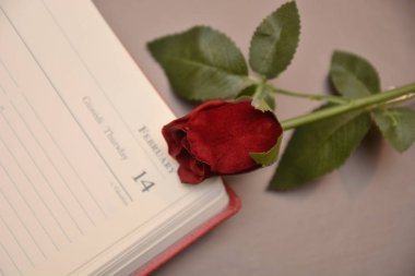 Gül hediye Saint Valentine'S gün aşık şenlik romantik tutku için seviyorum