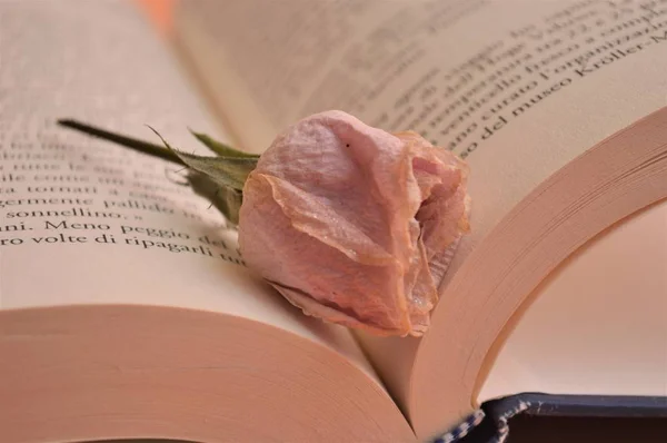 pink rose flower on the book in library for culture education university school