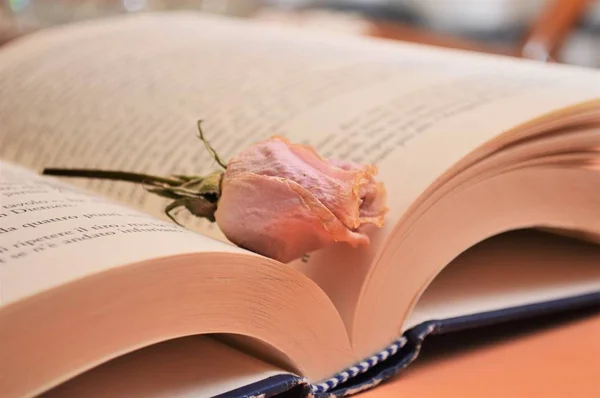 pink rose flower on the book in library for culture education university school