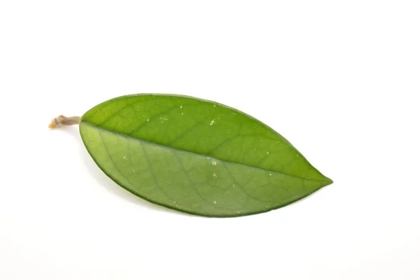 Hoja Verde Planta Botánica Árbol Naturaleza Bosque — Foto de Stock