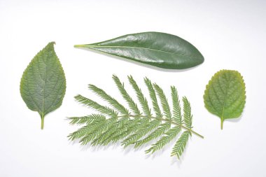 Beyaz arka plan ağaç botanik doğa orman park üzerinde bitkinin yaprak yeşil