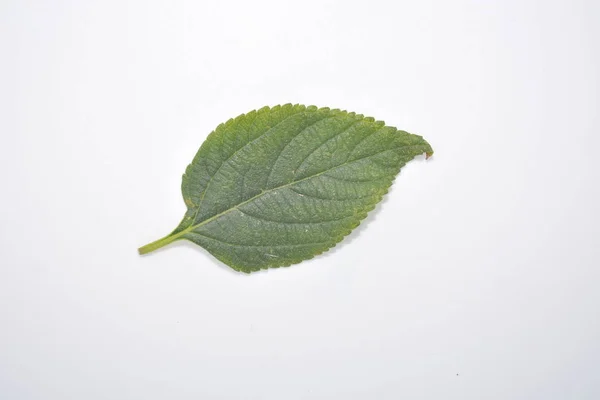 Зелений Лист Рослини Білому Тлі Ботаніка Природа Лісове Дерево Парку — стокове фото