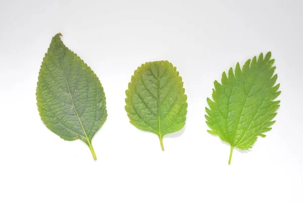 Zelený List Rostliny Bílém Pozadí Botaniky Přírodní Lesopark Strom — Stock fotografie